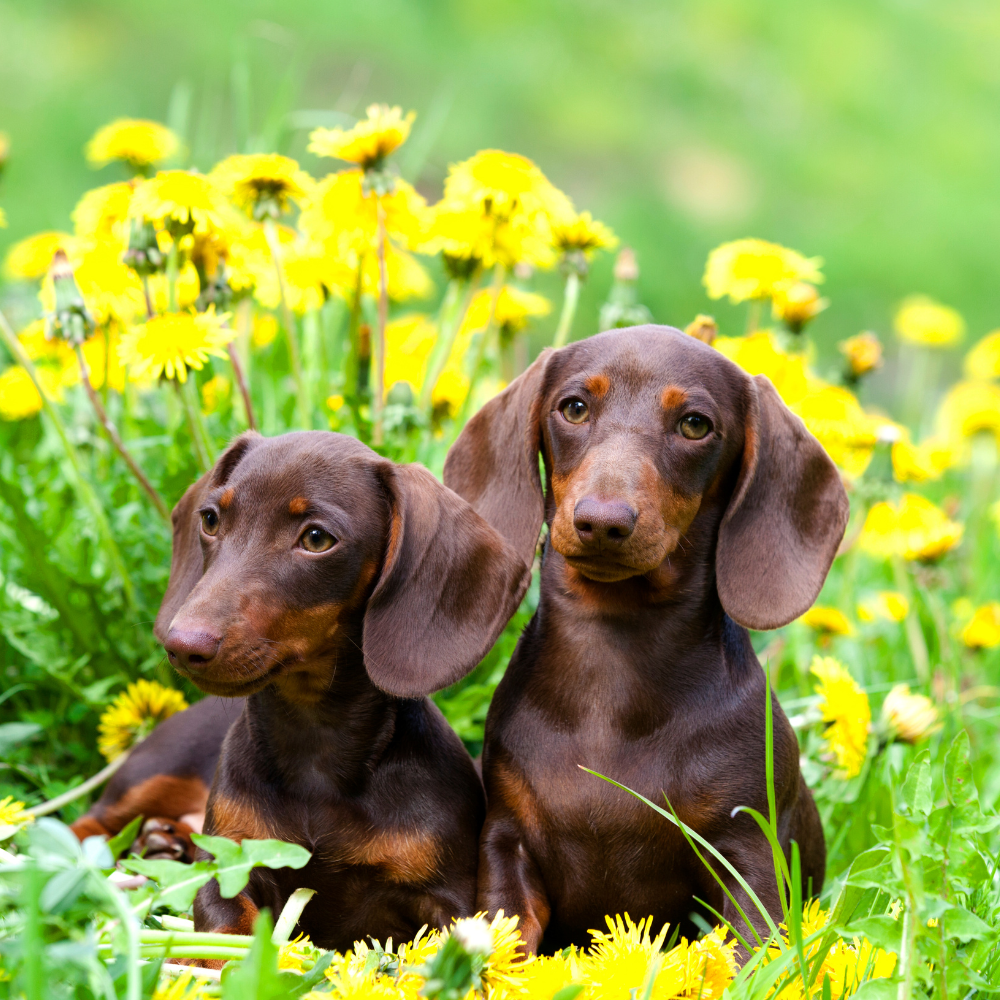 Join us at Scottish Dachshund Fun Day!